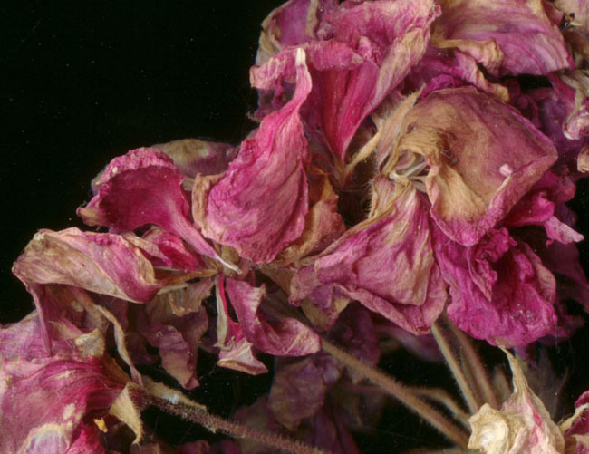 Lumière qui givre les traits et brûle pétrifie et dévore