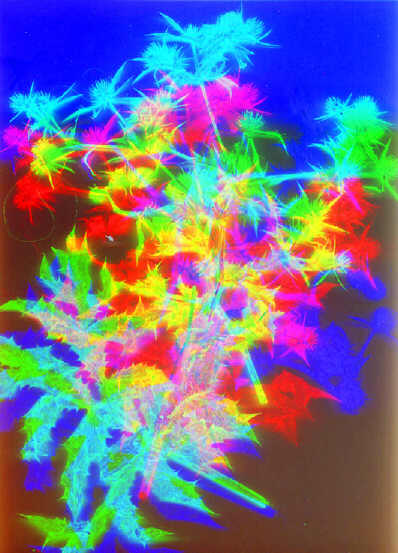Silences... "La vie immobile", dyptique,  42 x 29,7 cm, Plante scannée, 15 avril 2000, scanner à 3 passes, couleurs inversées.