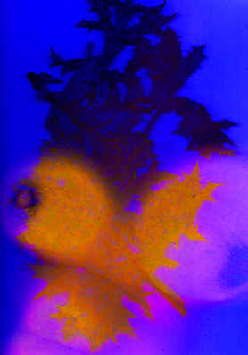 "Trois passes", 63 cm x 29,7 cm, tryptique, Plante et corps scannés, 15 avril 2000, scanner à 3 passes
