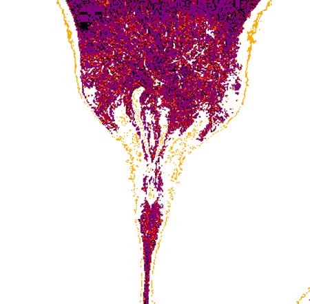 tulip00a