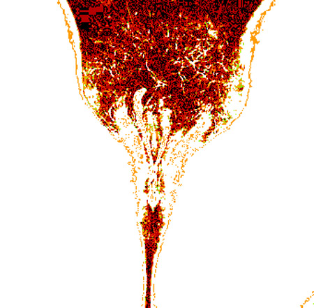 tulip00k