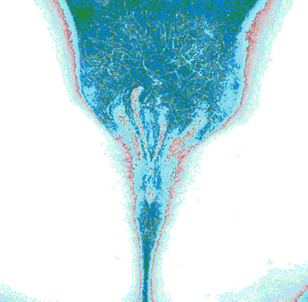 tulip00m