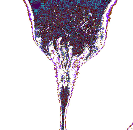 tulip01b