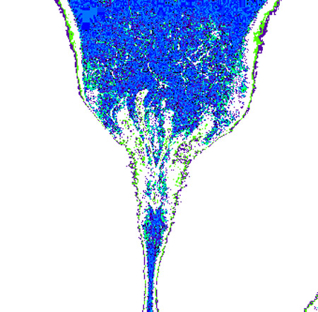 tulip01g