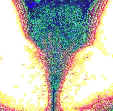 tulip02