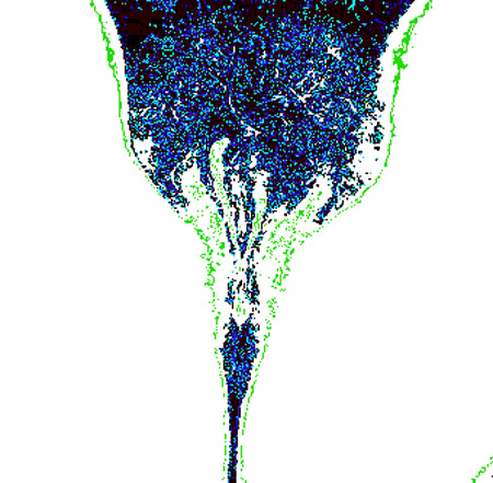 tulip02a