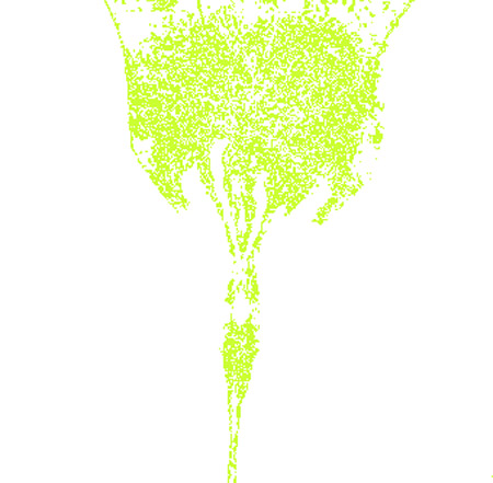 tulip02f