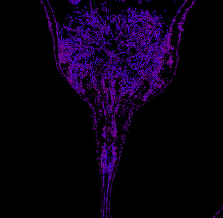 tulip03d