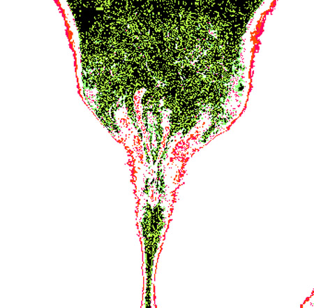 tulip03e