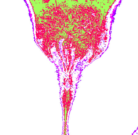 tulip03h