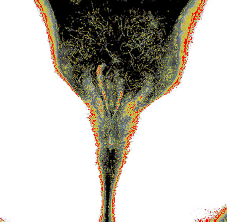 tulip04