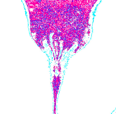 tulip06a