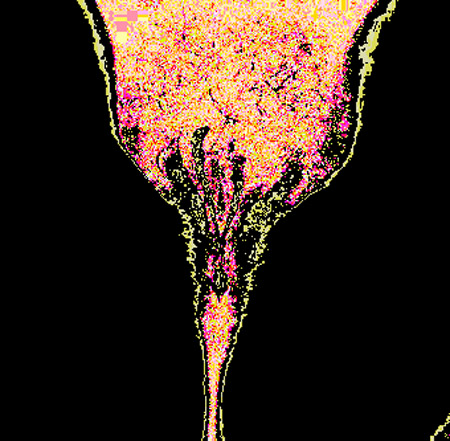 tulip06c
