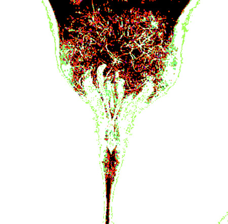 tulip06d