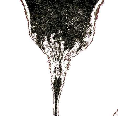 tulip06e
