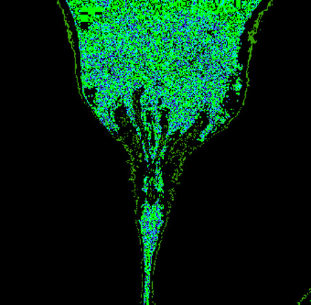 tulip08a