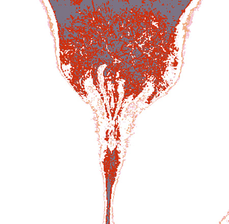 tulip10h