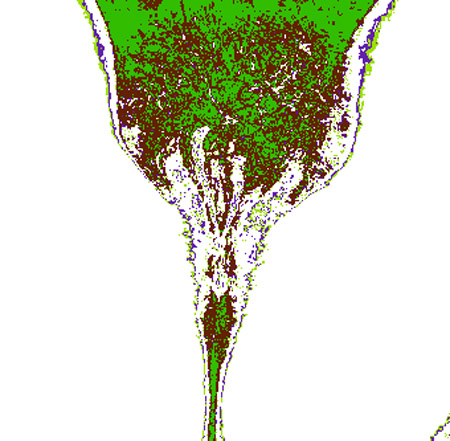 tulip11h
