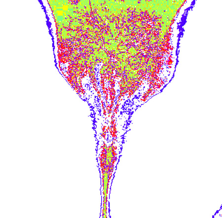 tulip14c