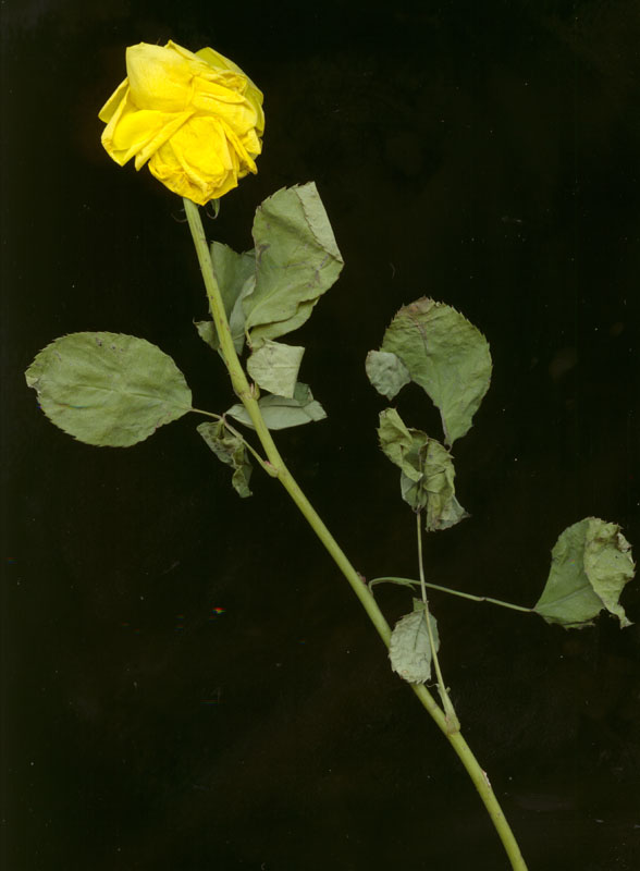 rose1