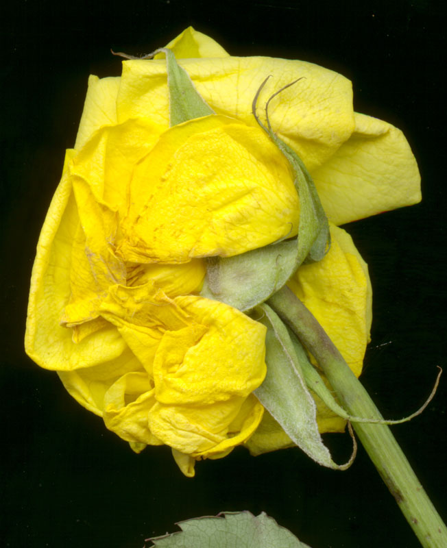 rose11