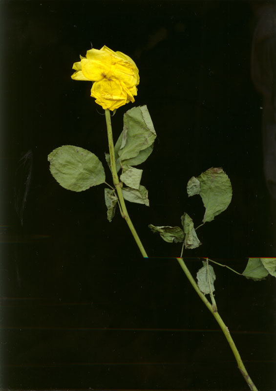rose2