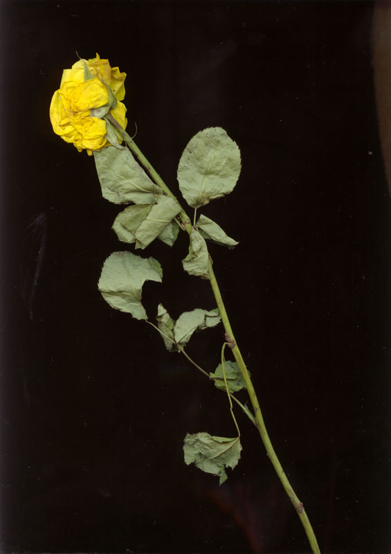 rose3