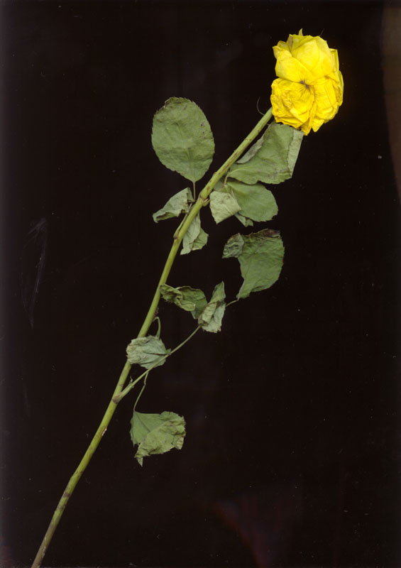 rose31