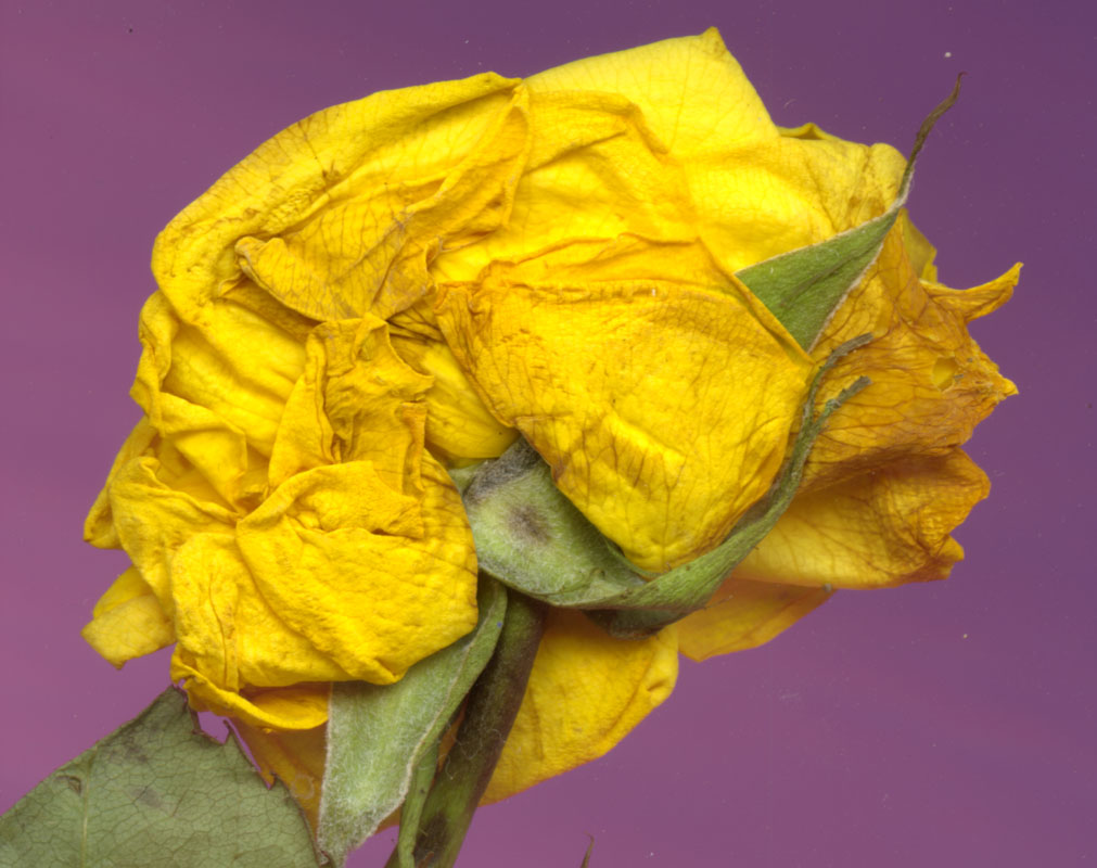 rose4