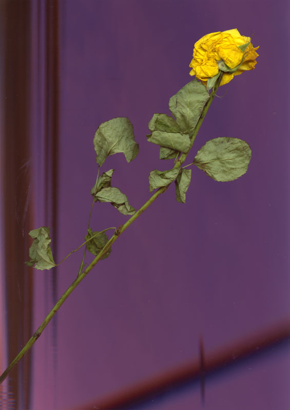 rose41