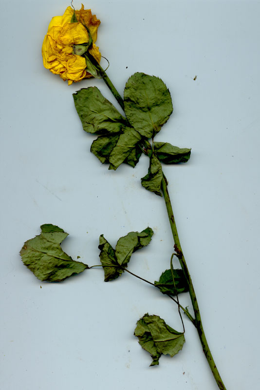 rose5