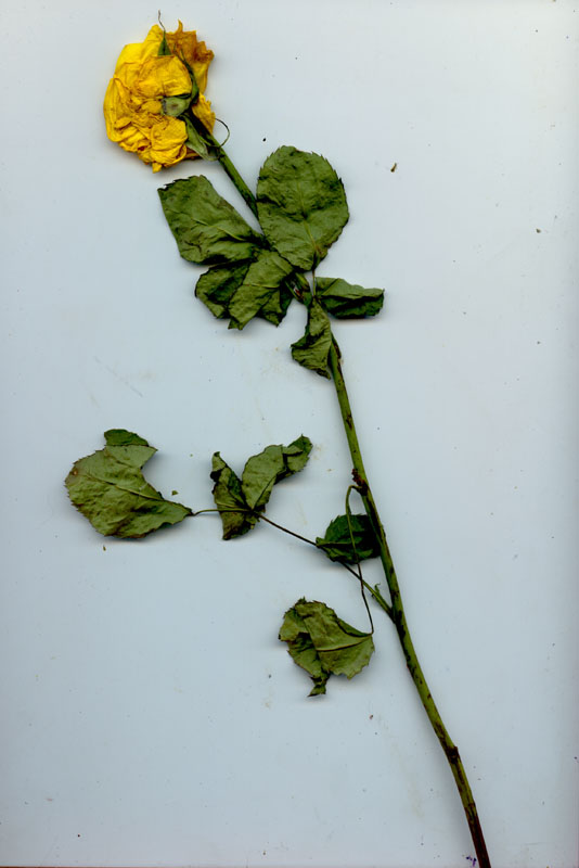 rose51