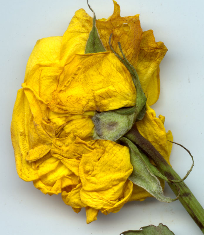rose52