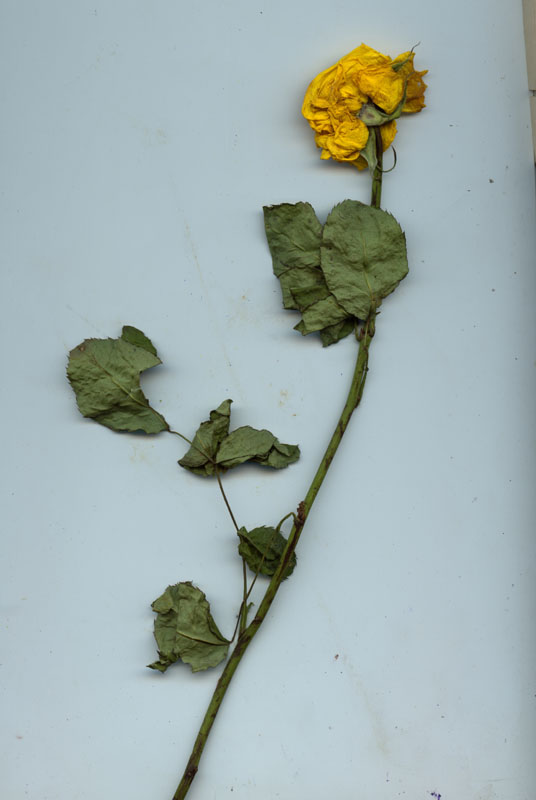 rose6