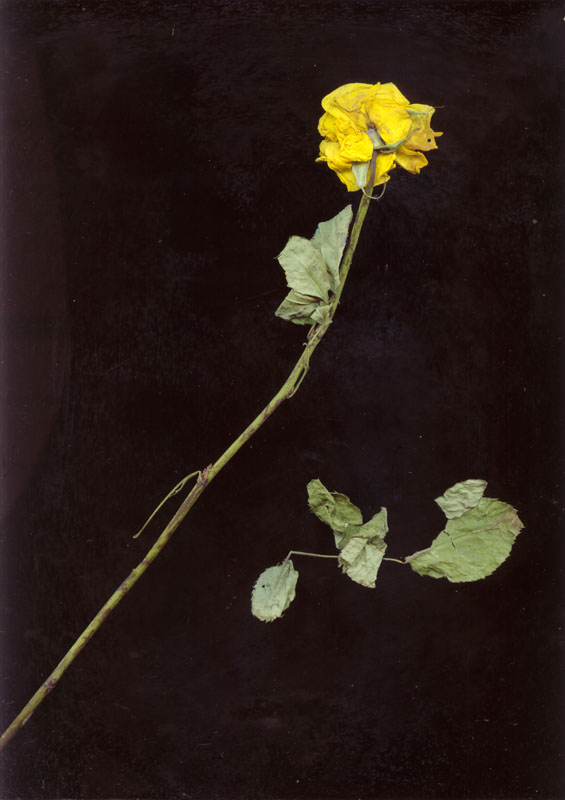 rose7