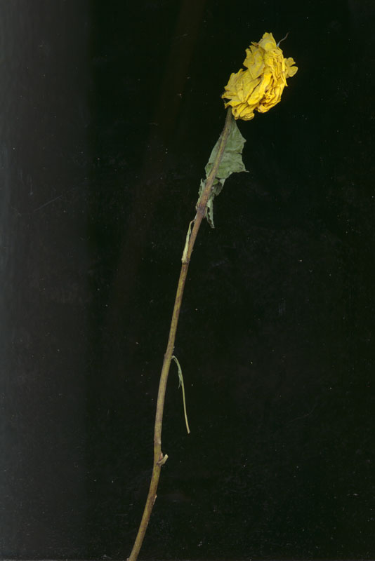 rose8
