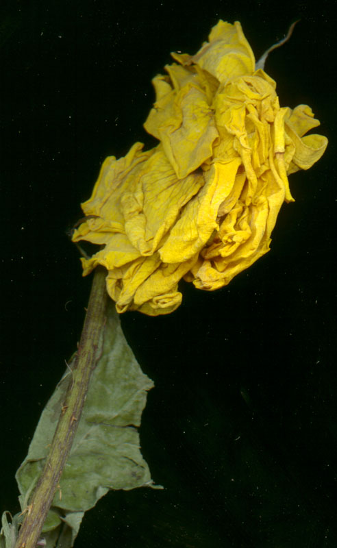 rose81