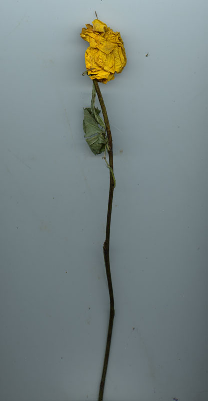 rose83
