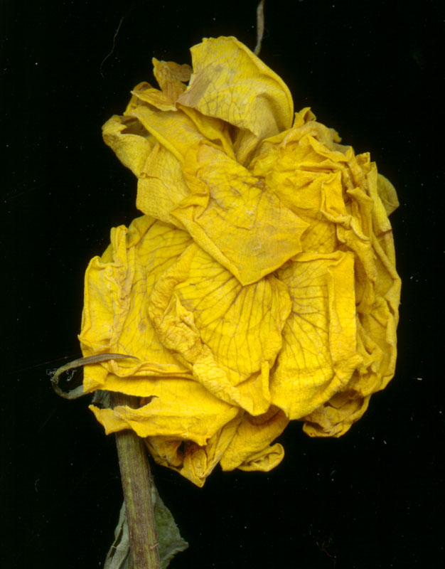 rose8bis