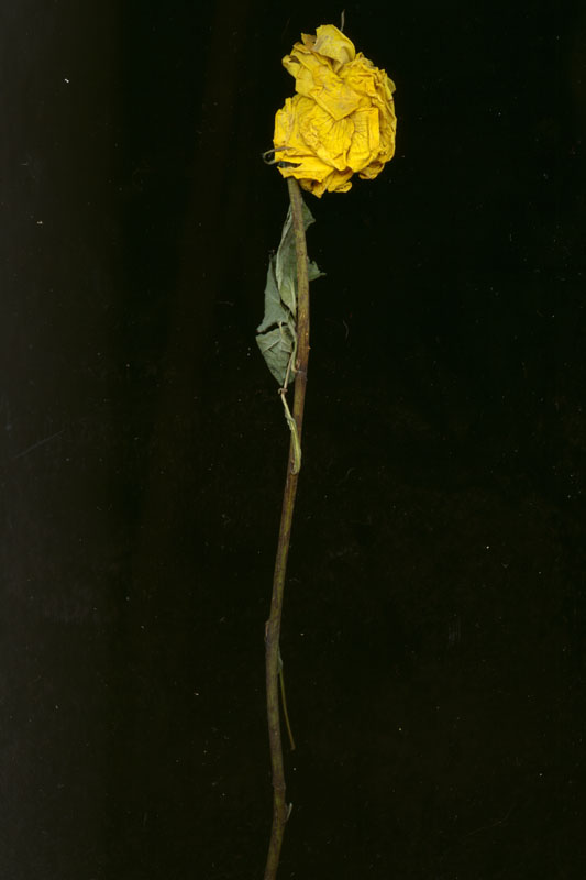rose8bisa