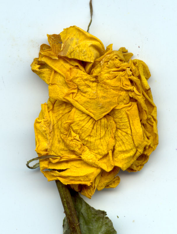 rose93