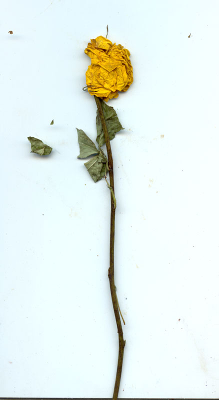 rose9a