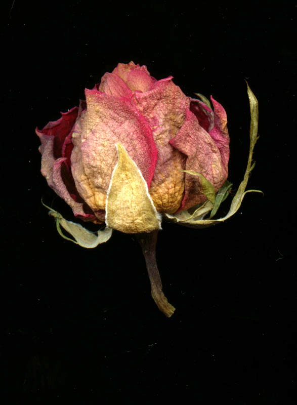 Rose 1
