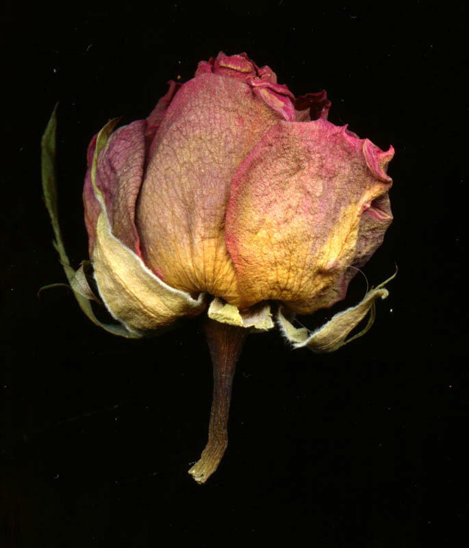 Rose 2