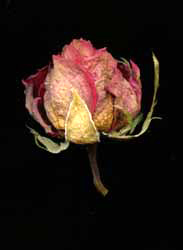 Rose 1