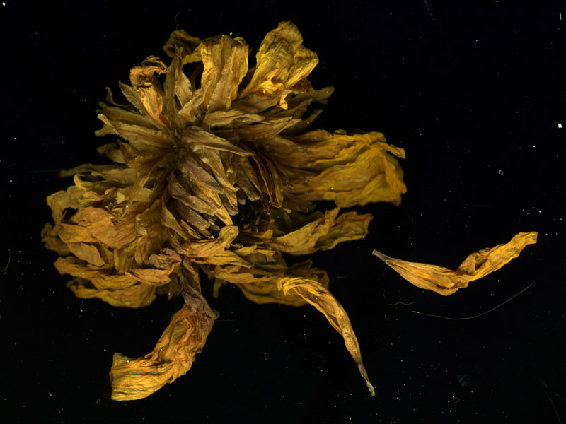 chysanthème- Image numérique de Lauranne