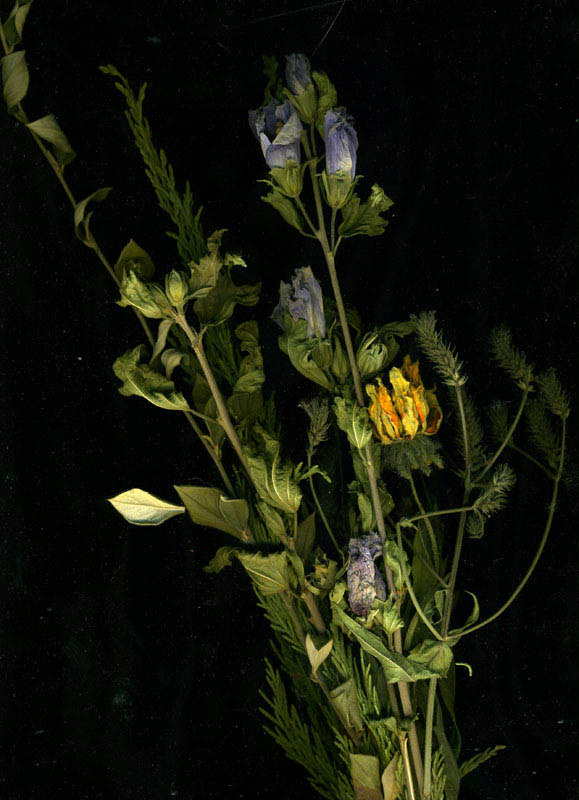 4- bouquet 2007