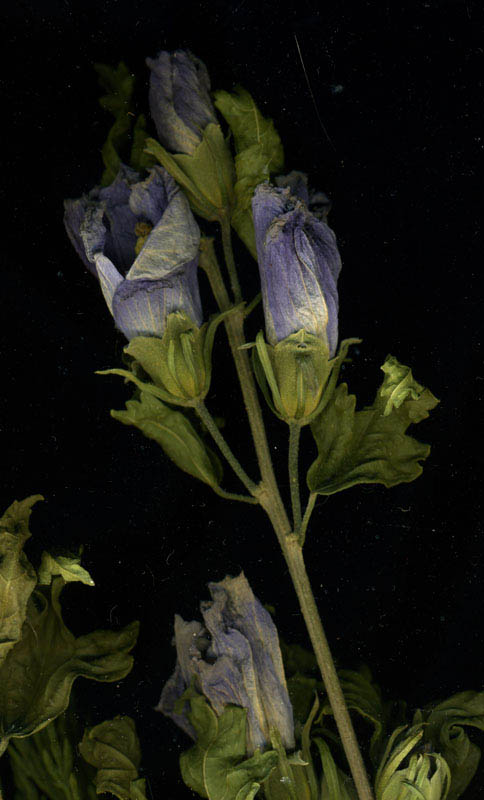 6- extrait du bouquet