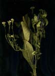 1- bouquet 2007