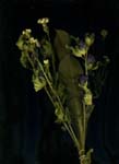 2- bouquet 2007